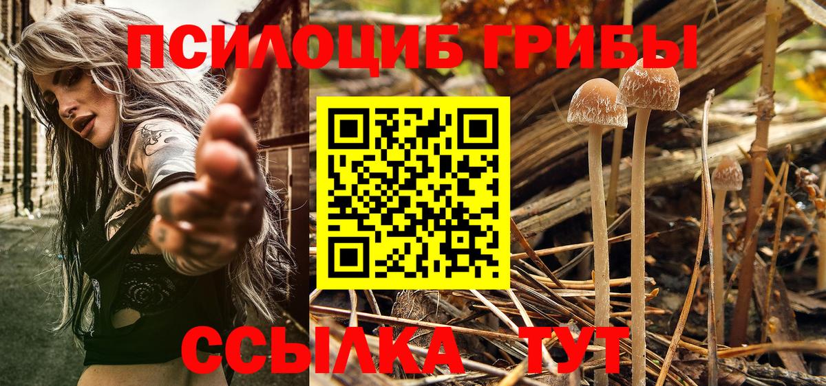 Псилоцибиновые грибы GOLDEN TEACHER  Вход с VPN  Черняховск  Псилоцибиновые грибы мухоморы 